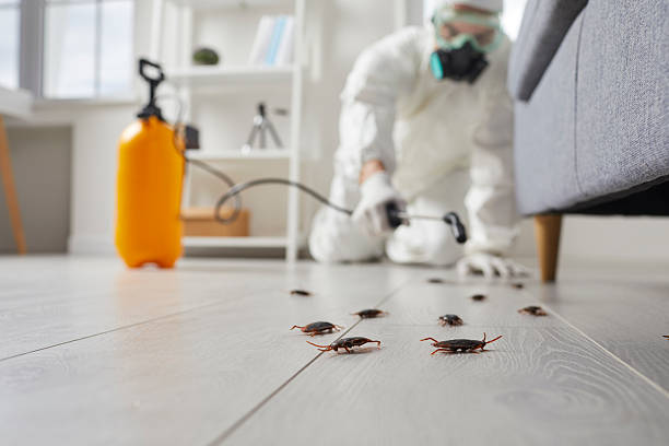 Post-Treatment Bed Bug Interceptor Monitoring in Robert Lee